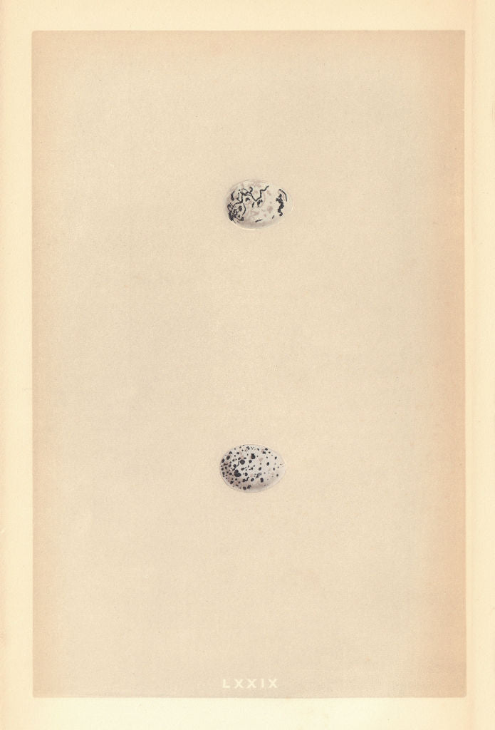 BRITISH BIRD EGGS. Cirl Bunting. Ortolan. MORRIS 1866 old antique print